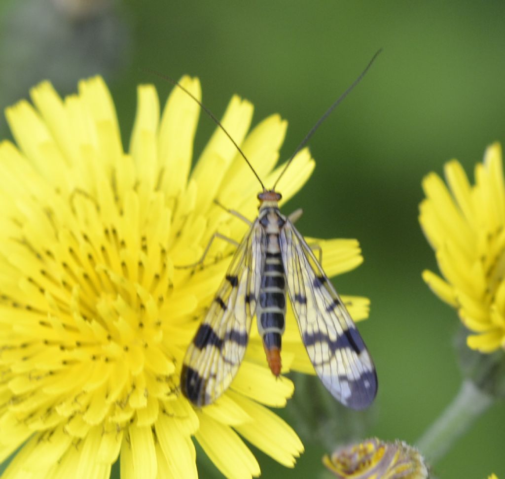 Panorpa sp., femmina (Panorpidae)